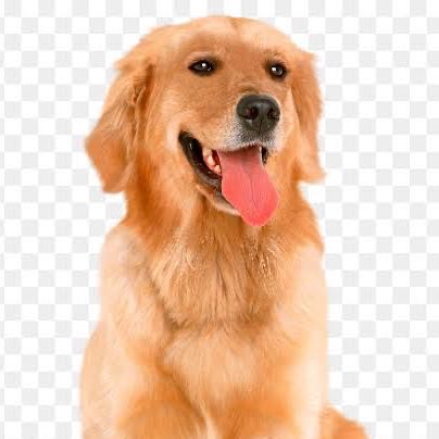 Adult Dog