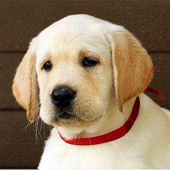 Puppy Dog